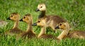 Canada Goose (Branta canadensis) Goslings Royalty Free Stock Photo