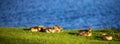 Canada goose Branta canadensis goslings at rest next to a lake during the springtime, panoramic Royalty Free Stock Photo