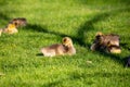 Canada goose Branta canadensis goslings at rest in Wausau, Wisconsin during the springtime Royalty Free Stock Photo