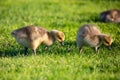 Canada goose Branta canadensis goslings in Wausau, Wisconsin eating and looking for foof during the springtime Royalty Free Stock Photo