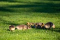 Canada goose Branta canadensis goslings in Wausau, Wisconsin during the springtime Royalty Free Stock Photo