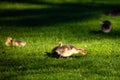 Canada goose Branta canadensis goslings in Wausau, Wisconsin during the springtime Royalty Free Stock Photo