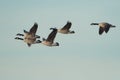 Group of Canada Goose flying Royalty Free Stock Photo