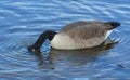 Canada goose with head in water Royalty Free Stock Photo