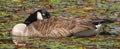 Canada Goose, Branta canadensis with head tucked, eyes closed, sleeping Royalty Free Stock Photo