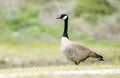 Canada Goose nest season, Walton County, GA Royalty Free Stock Photo