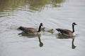 Canada Goose (Branta canadensis)