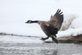 Canada Goose (Branta canadensis) Landing in Winter Royalty Free Stock Photo