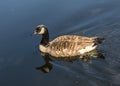 Canada goose - Branta canadensis Royalty Free Stock Photo