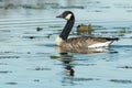 Canada Goose - Branta canadensis