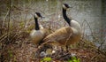 Canada goose Branta canadensis. Male and female goose on a nest with eggs on an island among trees, New Jersey USA Royalty Free Stock Photo