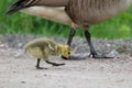 Walking with mother Goose Royalty Free Stock Photo