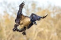 A Canada goose, Branta canadensis, prepares to land in a Northern Indiana wetland