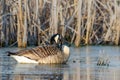 A Canada goose, Branta canadensis, rests on the water at a wetland in Culver, Indiana