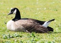 Canada Goose Royalty Free Stock Photo