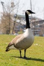 Canada Goose Royalty Free Stock Photo