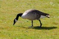 Canada Goose Royalty Free Stock Photo