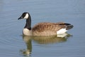 Canada Goose (Branta canadensis) Swimming