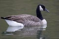 Canada Goose, Branta canadensis, swimming Royalty Free Stock Photo