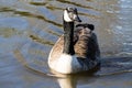 Canada Goose Royalty Free Stock Photo