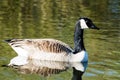 Canada Goose Royalty Free Stock Photo