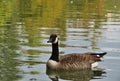 Canada goose - Branta canadensis swimming in autumn lake Royalty Free Stock Photo