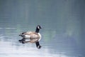 Canada Goose Branta canadensis swimming Royalty Free Stock Photo