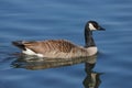 Canada goose Branta canadensis swimming on a blue water. Royalty Free Stock Photo