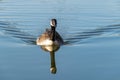 Canada goose branta canadensis swimming on a calm lake with reflection Royalty Free Stock Photo