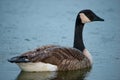 Canada goose, Branta canadensis swimming on a pond, birds in the rain Royalty Free Stock Photo