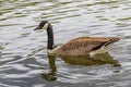 Canada goose (Branta canadensis), swimming in a pond. It is brown-backed, light-breasted North American. Royalty Free Stock Photo