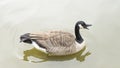 Canada goose (Branta canadensis) swimming and quacking in a pond Royalty Free Stock Photo