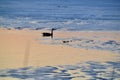 Canada Goose (Branta canadensis) swimming at Tiny Marsh at dusk during Royalty Free Stock Photo