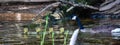 Canada goose branta canadensis swimming watching over goslings on the Rainbow Flowage in northern Wisconsin Royalty Free Stock Photo