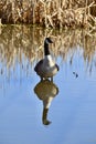 Canada Goose (Branta canadensis) wading in shallow water along hiking trail at Bear Creek Royalty Free Stock Photo