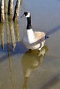 Canada Goose (Branta canadensis) wading in shallow water along hiking trail at Bear Creek Royalty Free Stock Photo