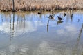 Canada Goose (Branta canadensis) wading in shallow water along hiking trail at Bear Creek Royalty Free Stock Photo