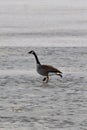 Canada Goose (Branta canadensis) walking on frozen lake along hiking trail at Tiny Marsh Royalty Free Stock Photo