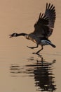 Canada Goose (Branta canadensis) walking on water