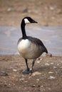 Canada goose (Branta canadensis). Royalty Free Stock Photo