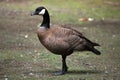 Canada goose (Branta canadensis). Royalty Free Stock Photo