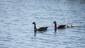 Canada Goose Branta Canadensis young family with chicks swimming across lake surface in Spring Royalty Free Stock Photo