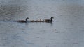 Canada Goose Branta Canadensis young family with chicks swimming across lake surface in Spring Royalty Free Stock Photo