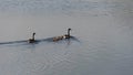 Canada Goose Branta Canadensis young family with chicks swimming across lake surface in Spring Royalty Free Stock Photo