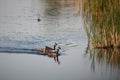 Canada Goose Branta Canadensis young family with chicks swimming across lake surface in Spring Royalty Free Stock Photo