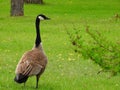 Canada goose - a brown-backed, light-breasted North American goose