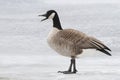 Canada Goose Calling on a Frozen River Royalty Free Stock Photo