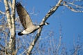 Canada Goose Calling Out White Flying Past the Winter Trees