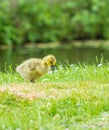 Canada goose chick Royalty Free Stock Photo