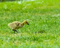 Canada goose chick Royalty Free Stock Photo